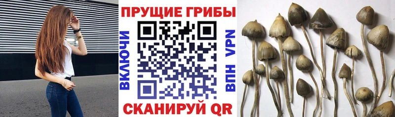 цены наркотик  Волгоград  Галлюциногенные грибы MAGIC MUSHROOMS 